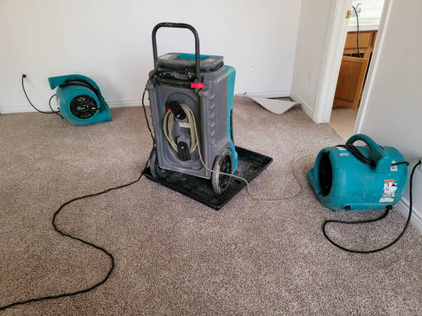 Best Mold removal after water damage  in Douglass Hills, KY